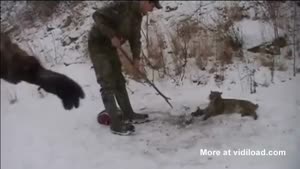 Nice Guys Free Bobcat From Trap