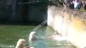 Lady Fell In The Polar Bear Pit
