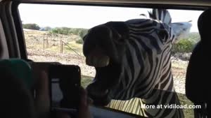 Zebra Poses For Camera In Safari Park