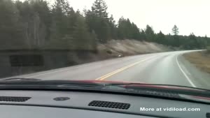 Deer Slips While Crossing Road