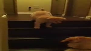 Mother Dog Teaches Her Puppy To Walk Stairs