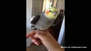 Dubstep Bird