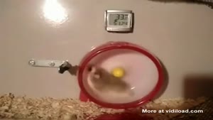 Hamster Falls Out Off His Wheel