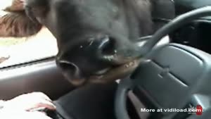 Cow Wants A French Kiss