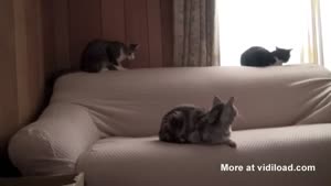 Sneaky Cat Attacks