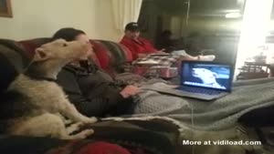 Dogs Keep In Contact Through Skype