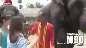 Elephant Eats iPhone