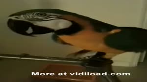 WTF Parrot
