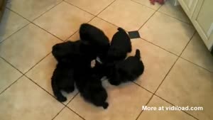 Scottie Pinwheel