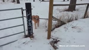 Dumb Dog