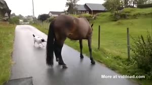 In Norway, The Dogs Walk The Horses