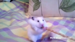 Hamster Enjoying His Pretzel