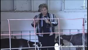 Reporter And Goats
