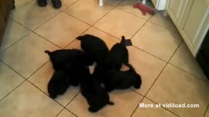 The Little Scottie Pinwheel