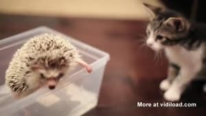 Kitten Meets Hedgehog