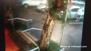 Tree Waits Until Car Pulls Out