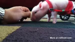 Little Piggy Only Has Two Legs