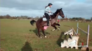 Horse And Girl Faceplant Together