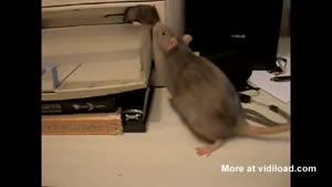 Mother Rat Puts Her Babies To Bed
