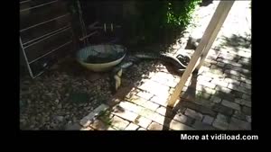 Snakes Getting It On While Listening To Techno