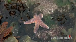 Disco Starfish