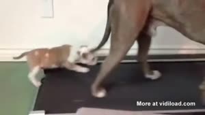 Cute Pitbull Pup Uses Treadmill