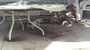 Big Litter Of Puppies Drive Their Mother Crazy
