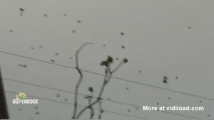 It's Raining Spiders In Brazil