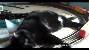 Lazy Cat Derails Train