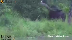 Hunting Crocodile Attacked By Buffalo