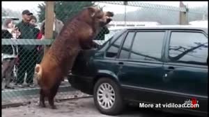 Pig Humps Volvo