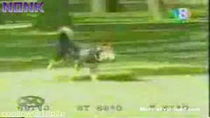 Dog harassing girls in the park