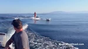 Wakeboarding With Dolphins