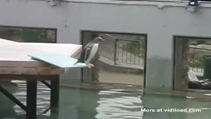 Penguin Has A Fear Of Water