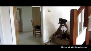 Confused Dog