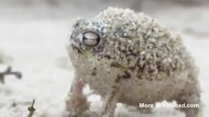Most Adorable Little Frog Ever