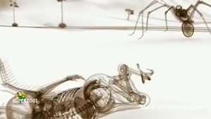 X-ray Animation
