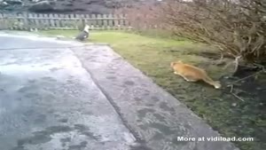 Trolling Cat Ruins Other Cat's Hunting Attempt