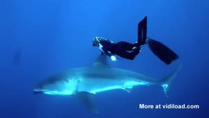 Girl Swimming With White Shark