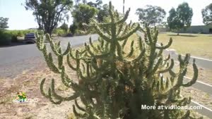 Cactus Bodyslam