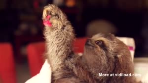 Baby Sloth Gives Flower To Woman