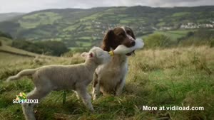 Dog Feeds Orphaned Lamb