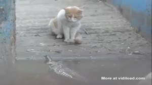 Cat Takes No Shit From Crocodile