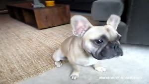 Talking Bulldog