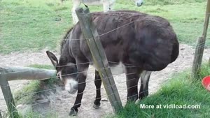 Donkey Squats