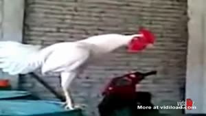 Laughing Cock