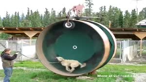 Dog Wheel