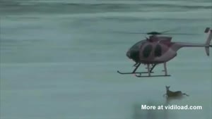 Helicopter Blows A Deer Off The Ice