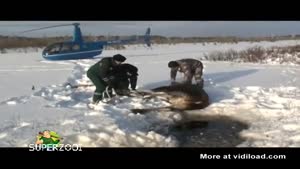 Helicopter Pilots Rescue Drowning Moose