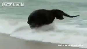 Baby Elephant Playing In The Waves